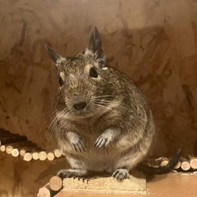 degus_liebe